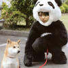 30347 - Japan is Weird