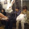 118270 - Unmoderated Strange and Bizarre Japanese Photos - 1