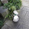 49529 - Unmoderated Strange and Bizarre Japanese Photos - 1